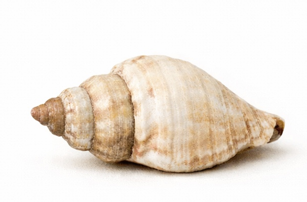 A beautiful spiral shell